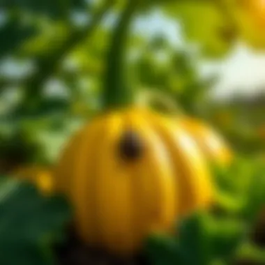 Magnificent The Comprehensive Guide to Squash Bug Spray: Effective Solutions for Pest Management