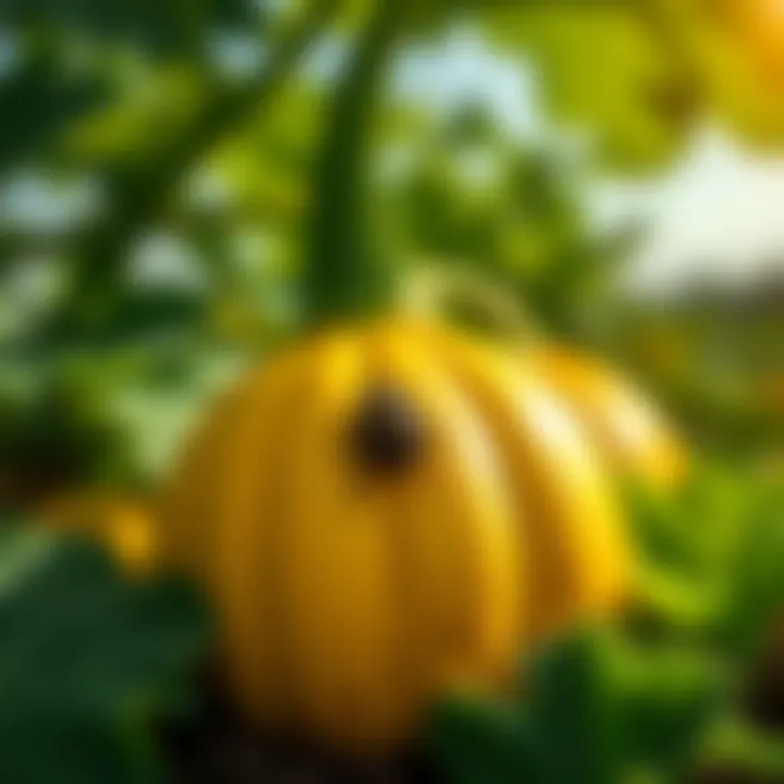 Magnificent The Comprehensive Guide to Squash Bug Spray: Effective Solutions for Pest Management