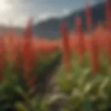 Quinoa plants thriving in diverse environments