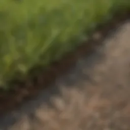 Close-up view of lawn affected by brown spots, highlighting the texture and color variations