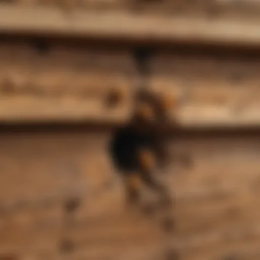 Close-up view of termite damage on wooden structure