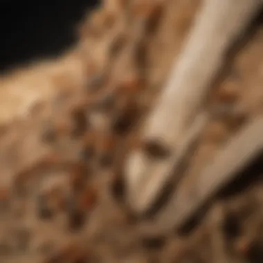 Identifying Termites Illustration of termite identification features