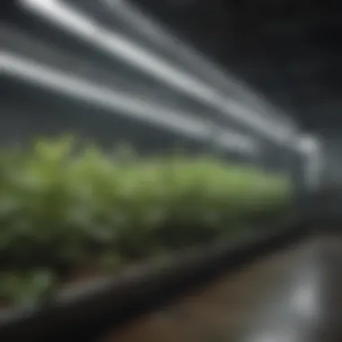 Adjusting Fluorescent Lights for Maximum Growth Potential Adjusting fluorescent lights for optimal plant growth