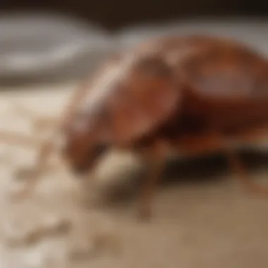 Understanding Bed Bug Infestations Illustration of bed bug infestation