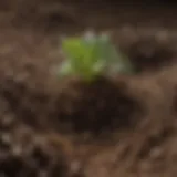 Close-up of rich soil with mixed organic fertilizers