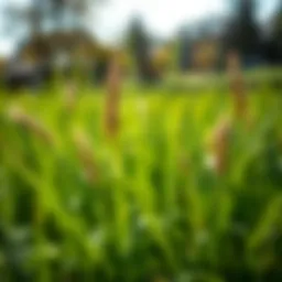 Best Grass for Heat: A Comprehensive Guide Introduction