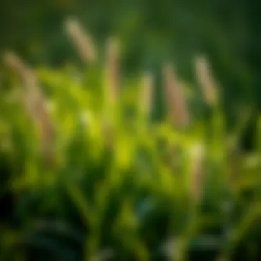 Notable Best Grass for Heat: A Comprehensive Guide Notable Best Grass for Heat: A Comprehensive Guide