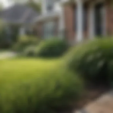 A well-groomed lawn featuring Centipede grass in a residential area