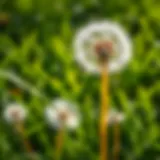 Best Lawn Spray for Dandelions Introduction