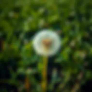 Notable Best Lawn Spray for Dandelions