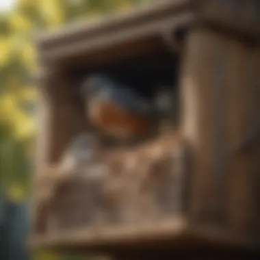 Birds in Nesting Boxes Different species of birds utilizing nesting boxes