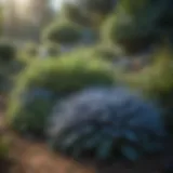 A lush blue ring landscape showcasing diverse plant species