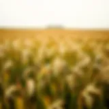 Vibrant cereal rye fields ready for harvest