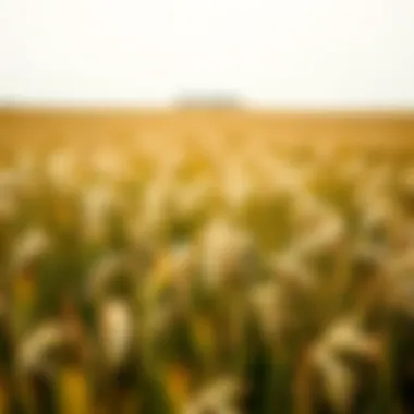 Vibrant cereal rye fields ready for harvest