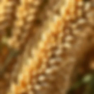 Close-up of cereal rye seed showcasing its texture