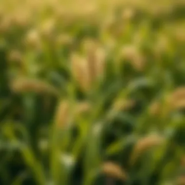 Sustainable farming practices with cereal rye as a cover crop