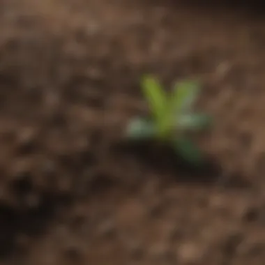 Soil composition before and after applying cal mag fertilizer