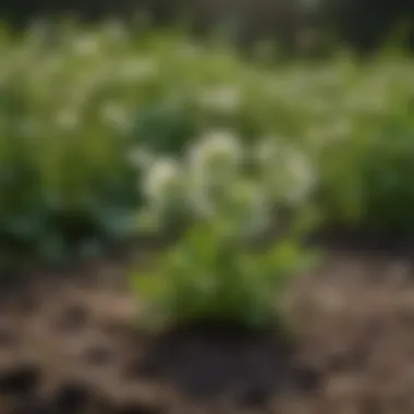 Clover: A Nutrient-Rich Yet Controversial Plant Visual identification of clover in a lawn setting