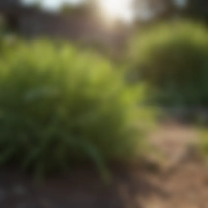 A patch of crabgrass invading a garden bed