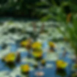A serene large pond showcasing diverse aquatic plants
