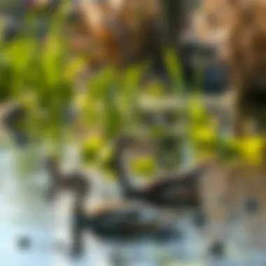 Wildlife Prosperity in Managed Pond Environments A vibrant scene of wildlife thriving in a well-managed pond