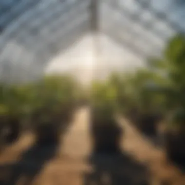 Illustration of plant growth in a hoop greenhouse environment.