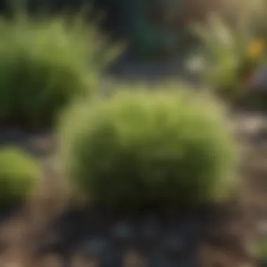 Diverse Lawn Weed Types Diverse lawn weed types in a garden