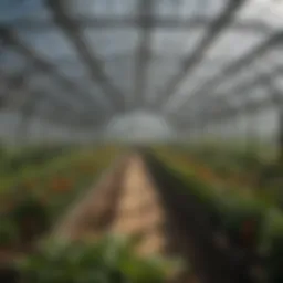 A well-structured greenhouse showcasing proper air circulation.