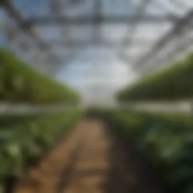 Best Practices for Crop Management in Four-Tier Greenhouse Best practices for crop management within a four-tier greenhouse setup illustrated in an infographic