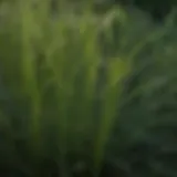 Close-up of Dallisgrass foliage highlighting its deep-rooted nature