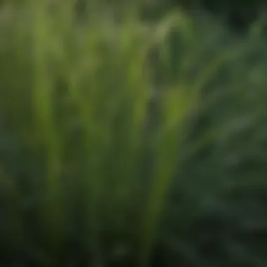 Close-up of Dallisgrass foliage highlighting its deep-rooted nature