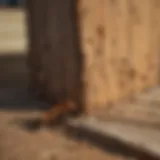 A close-up view of termite damage on wooden structures