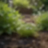 Close-up of chickweed growing in a garden bed