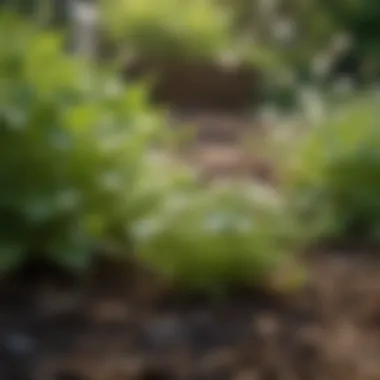 Close-up of chickweed growing in a garden bed