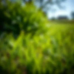 Lush green lawn affected by crabgrass