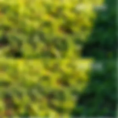 Transformation of Lawn Post Crabgrass Removal Before and after lawn treatment for crabgrass