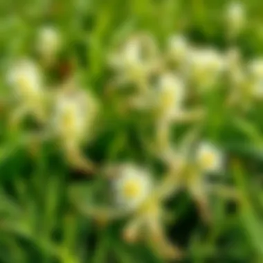 Best Practices to Prevent Crabgrass Infestation Preventative lawn care practices to deter crabgrass