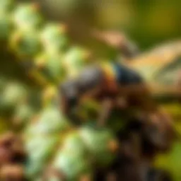 Effective Strategies to Manage and Eliminate Bagworms Introduction