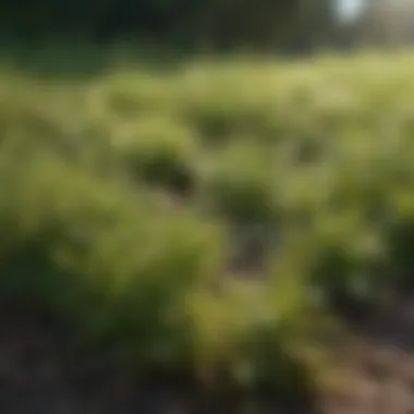 A close-up view of different types of weeds in a lawn.