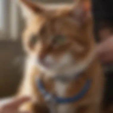 Veterinarian Examining Cat with Seresto Collar A veterinarian examining a cat wearing a Seresto collar