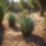 Aloe pellets in a natural setting