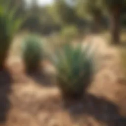 Aloe pellets in a natural setting