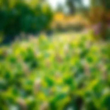 Vibrant Green Cover Crops in a Garden Vibrant green cover crops thriving in a garden setting