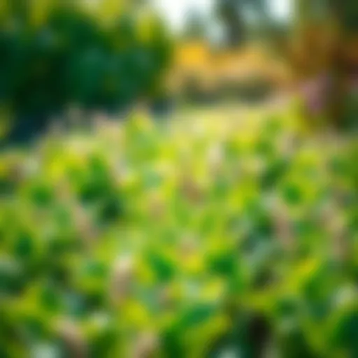 Vibrant Green Cover Crops in a Garden Vibrant green cover crops thriving in a garden setting