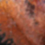 Close-up of citric acid crystals showcasing their structure