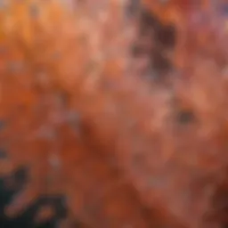Close-up of citric acid crystals showcasing their structure