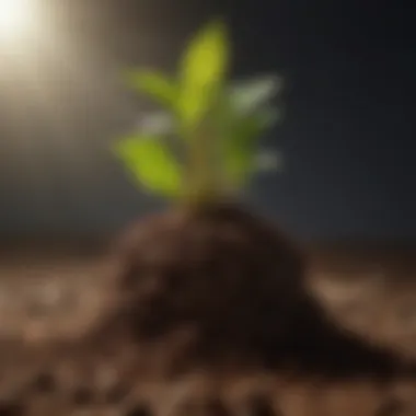 Enriched Soil for Optimal Growth Healthy soil enriched with organic matter and nutrients