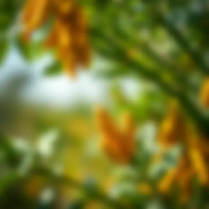 Health benefits of turmeric