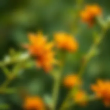 Recent research on curcuminoids