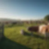 A serene dairy farm landscape showcasing grazing cows under a clear blue sky